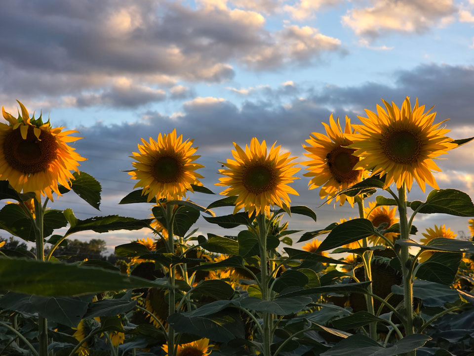 sunflowers-tn.jpg